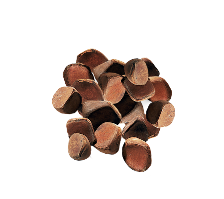 andiroba_1899242969