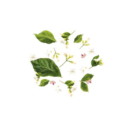 tea-300x300_864276644