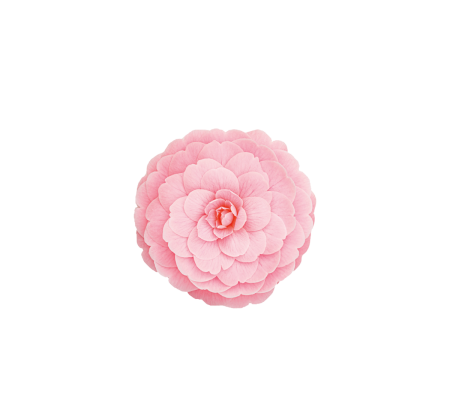 tsubaki-300x300_1505589725